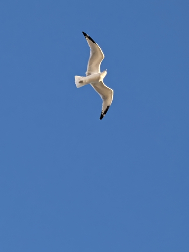 Ring-billed Gull observed by windwaker9027
