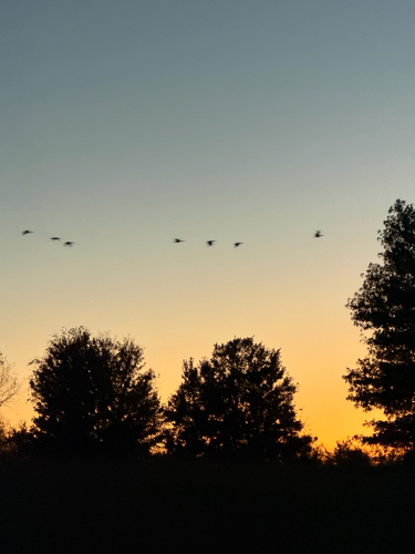Canada Goose observed by harrietd428
