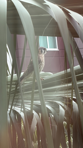American Kestrel observed by gmskupien