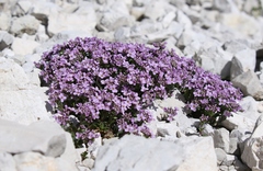 Noccaea rotundifolia