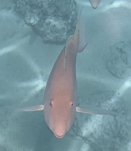 Hipposcarus longiceps observed 2026-10-17