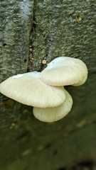 Pleurotus pulmonarius