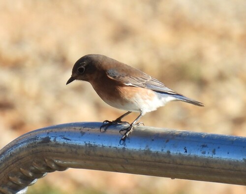 Eastern Bluebird observed by jeffgarner