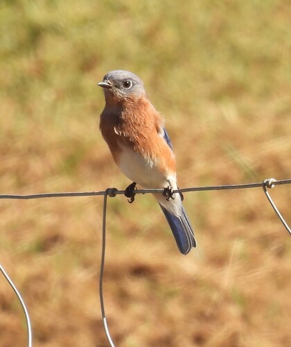 Eastern Bluebird observed by jeffgarner