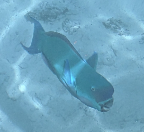 Chlorurus microrhinos observed 2026-10-17