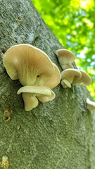 Pleurotus pulmonarius