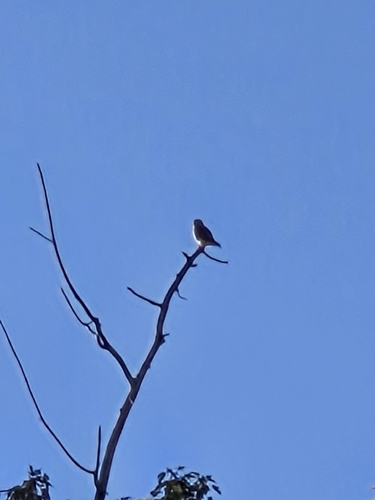American Kestrel observed by bluechicory