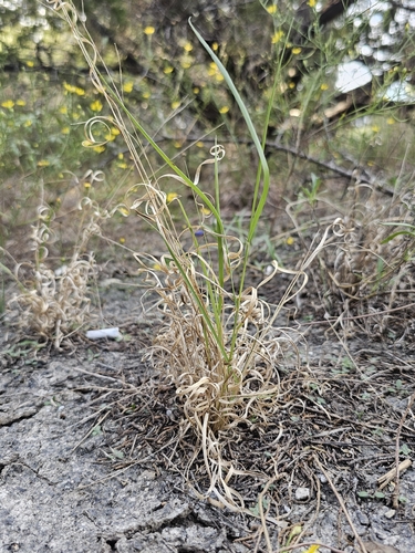 Panicum hallii hallii