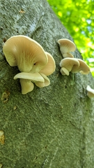 Pleurotus pulmonarius
