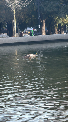 Mallard observed by krtek_fan