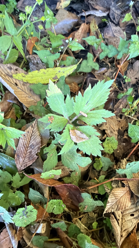 Ranunculus cantoniensis observed 2026-10-18