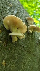 Pleurotus pulmonarius