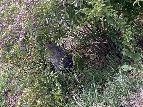 Groundhog observed by phillipbarlow