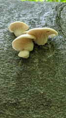 Pleurotus pulmonarius