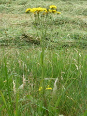 Crepis biennis