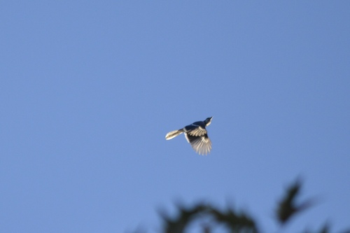 Blue Jay observed by jynnyking