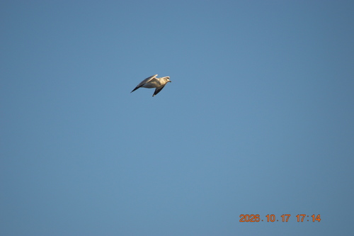 Ring-billed Gull observed by jynnyking