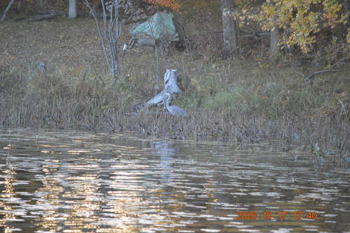 Great Blue Heron observed by jynnyking