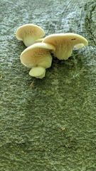 Pleurotus pulmonarius