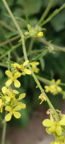 Attalus lusitanicus