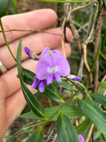 Glycine clandestina observed 2026-10-17