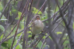 Acrocephalus palustris