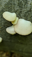 Pleurotus pulmonarius