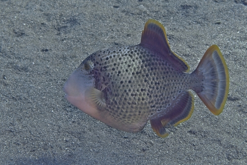 Pseudobalistes flavimarginatus observed 2026-10-17
