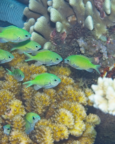Chromis atripectoralis observed 2026-10-17