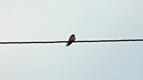 Golondrina tijerita observed by hugoalbertovalderrey