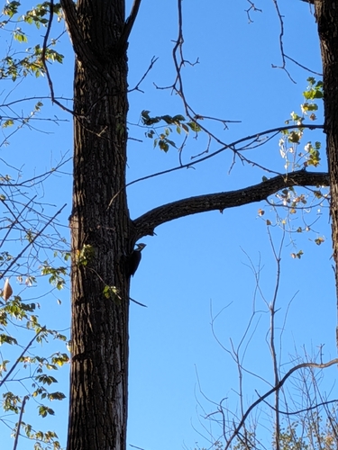 Pileated Woodpecker observed by deepbelowground