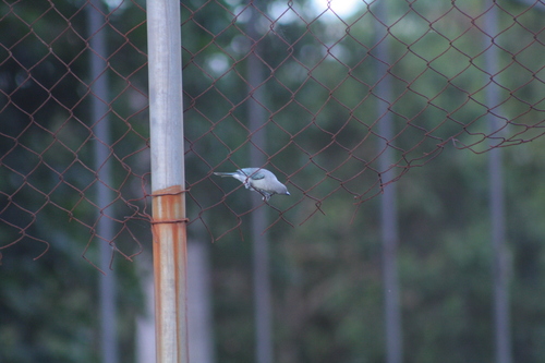 Sayaca Tanager