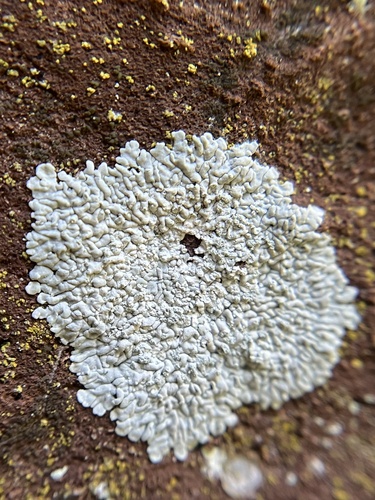 Dirinaria observed 2026-10-17