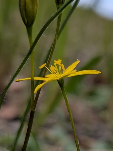 Hypoxis hygrometrica observed 2026-10-17