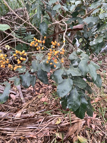 Micromelum minutum observed 2026-10-17