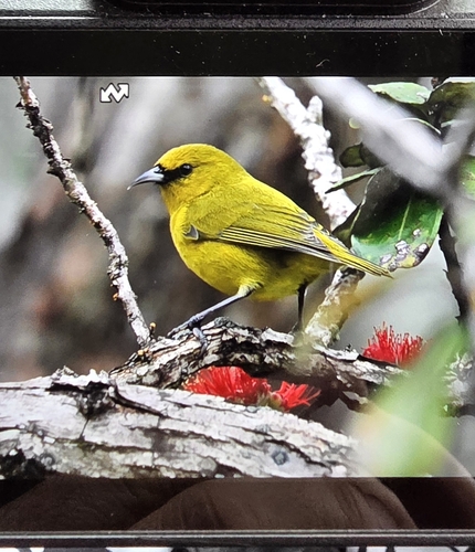 Chlorodrepanis virens observed 2026-10-17