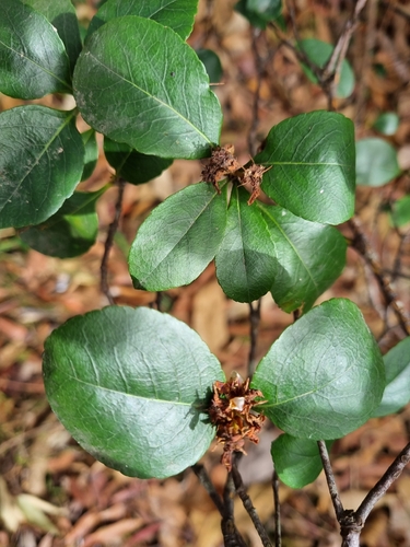 Rhaphiolepis indica observed 2026-10-18