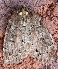 Spodolepis substriataria