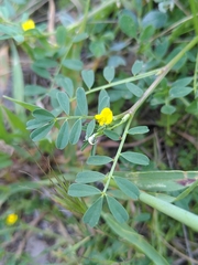 Hippocrepis biflora