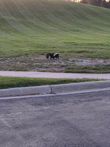 Eastern Striped Skunk observed by koskinonodon