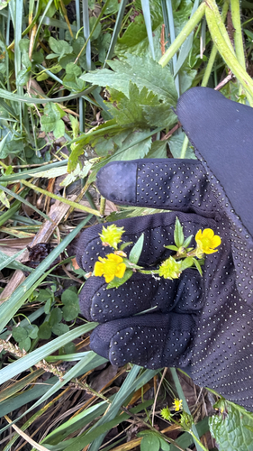 Ranunculus cantoniensis observed 2026-10-18