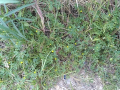 Hippocrepis biflora