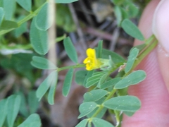 Hippocrepis biflora