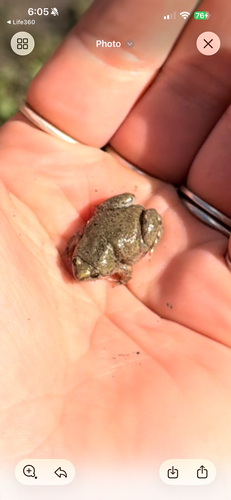 Western Narrow-mouthed Toad