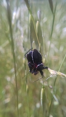 Apiomerus californicus