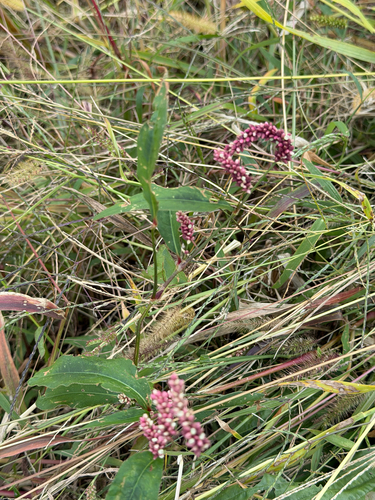 Persicaria pubescens observed 2026-10-17