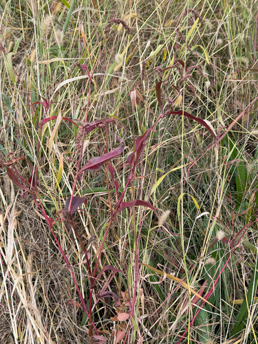 Persicaria pubescens observed 2026-10-17