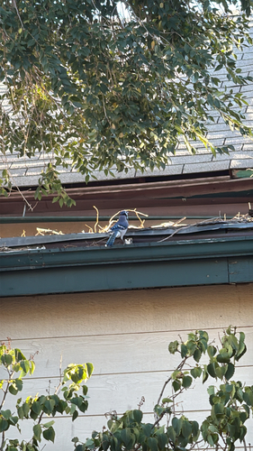 Blue Jay observed by bigcerin