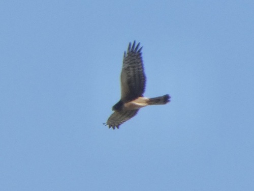 Northern Harrier observed by quailms