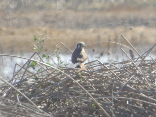 American Kestrel observed by quailms